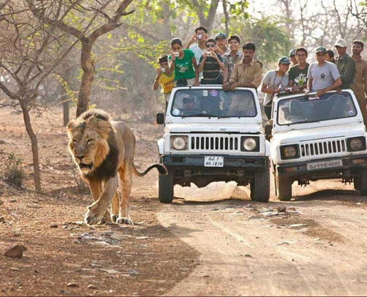 ગીરના સિંહોનું વેકેશન પૂર્ણ, આજથી પ્રવાસીઓ માટે સિંહદર્શન શરૂ કરાયું