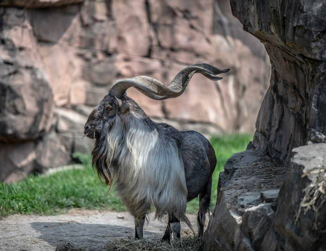 04122021-markhor