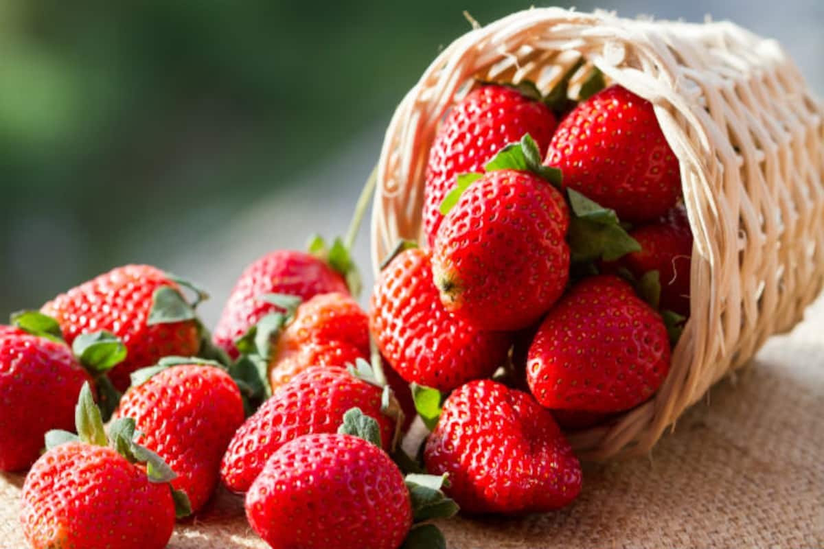 22012022-strawberry-farming
