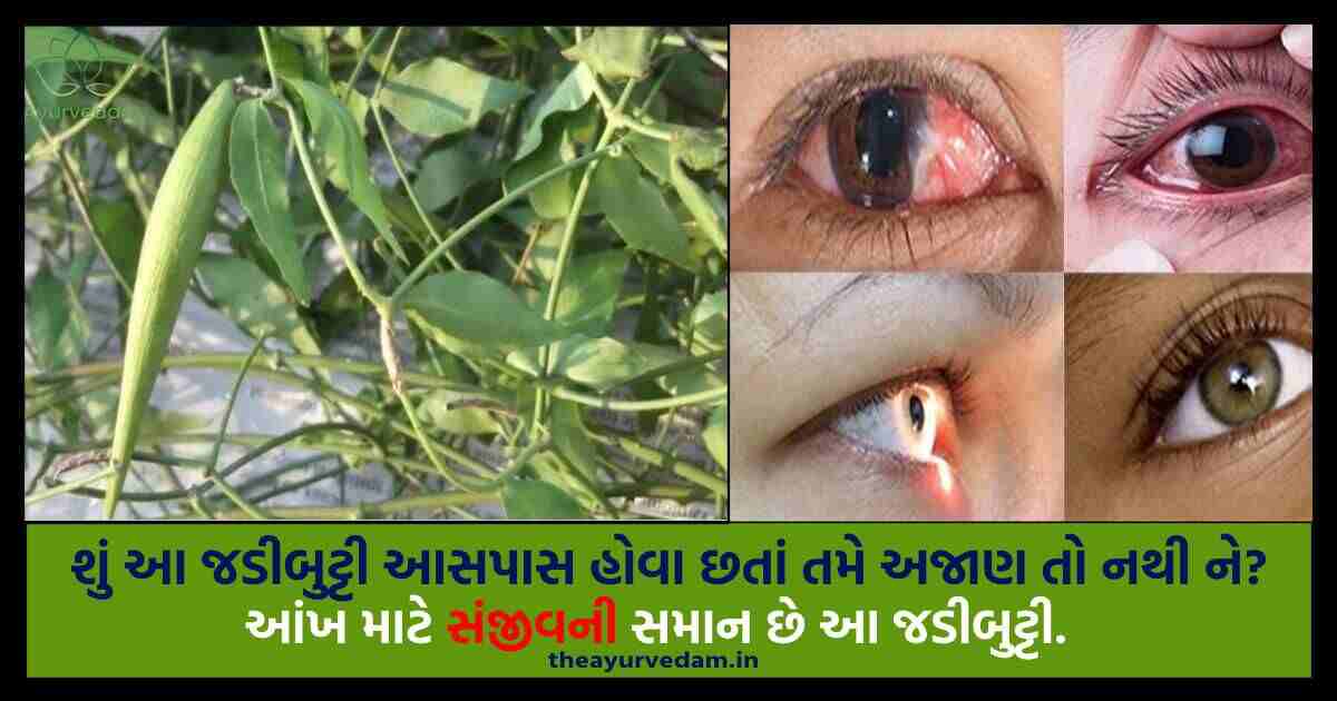 કુદરતી ઉપચાર/ આંખમાં નંબરનાં ચશ્માં કાયમી દૂર કરો, વેલા પ્રકારની વનસ્પતિ જીવંતી કે ડોડીનો વપરાશ કરો